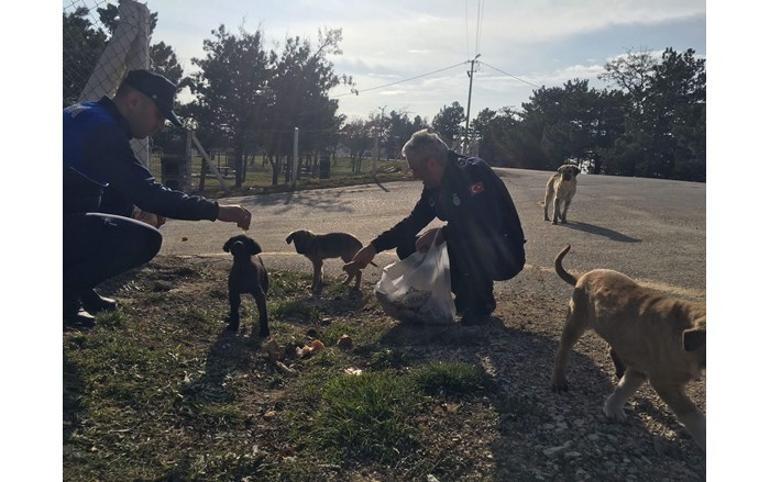 Zabıtadan sokak hayvanlarına şefkat