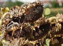 Afetlerden zarar görenler için ödenek gönderildi