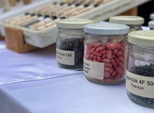 Ata tohumuna ulaşmak artık kolay olacak