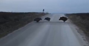 Çorum'da domuzlar cirit atıyor