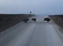 Çorum'da domuzlar cirit atıyor