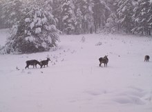 Çorum’daki yaban hayatının güzelliği
