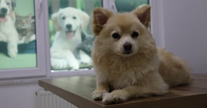 Evcil hayvan sahiplerine kene uyarısı