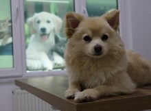 Evcil hayvan sahiplerine kene uyarısı