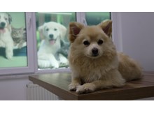 Evcil hayvan sahiplerine kene uyarısı