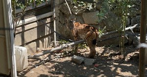 Evin bahçesine giren vaşak paniğe yol açtı