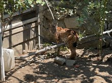 Evin bahçesine giren vaşak paniğe yol açtı