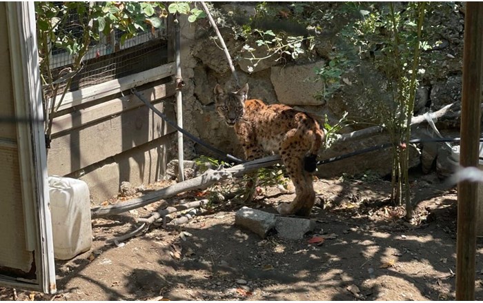 Evin bahçesine giren vaşak paniğe yol açtı