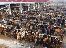 Hayvan pazarları yeniden açılıyor