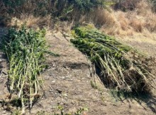 Jandarmadan yasaklı madde operasyonu: 2 tutuklama