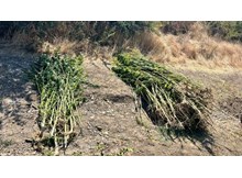 Jandarmadan yasaklı madde operasyonu: 2 tutuklama