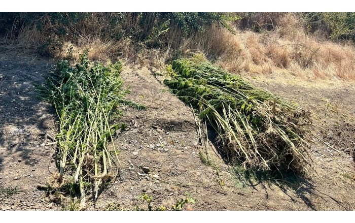 Jandarmadan yasaklı madde operasyonu: 2 tutuklama