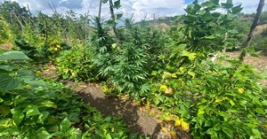 Jandarmadan zehir tacirlerine operasyon: 2 tutuklama