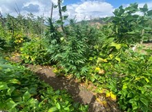 Jandarmadan zehir tacirlerine operasyon: 2 tutuklama