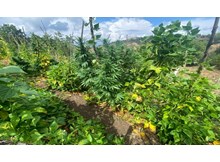 Jandarmadan zehir tacirlerine operasyon: 2 tutuklama