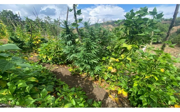 Jandarmadan zehir tacirlerine operasyon: 2 tutuklama