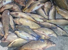 Kaçak balık avlayan 2 şahsa suçüstü baskın