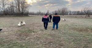 Kaz dövüşü yaptıranlara Jandarma baskını