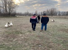 Kaz dövüşü yaptıranlara Jandarma baskını