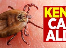 Keneye dikkat! 1 kişi hayatını kaybetti