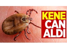 Keneye dikkat! 1 kişi hayatını kaybetti