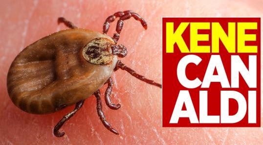 Keneye dikkat! 1 kişi hayatını kaybetti