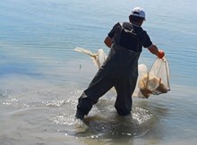 Koçhisar Barajı'nda hayalet ağlar toplandı