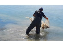 Koçhisar Barajı'nda hayalet ağlar toplandı