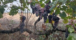 Osmancık Karası Üzümü, Türkiye Tohum Gen Bankasına kaydedildi