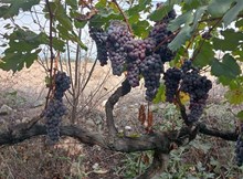 Osmancık Karası Üzümü, Türkiye Tohum Gen Bankasına kaydedildi