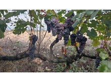 Osmancık Karası Üzümü, Türkiye Tohum Gen Bankasına kaydedildi