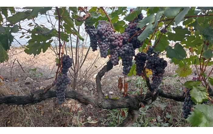 Osmancık Karası Üzümü, Türkiye Tohum Gen Bankasına kaydedildi