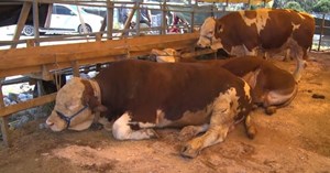 Ülke genelinde tüm hayvan pazarları kapatıldı