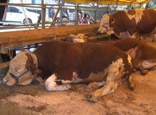 Ülke genelinde tüm hayvan pazarları kapatıldı