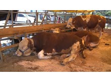 Ülke genelinde tüm hayvan pazarları kapatıldı