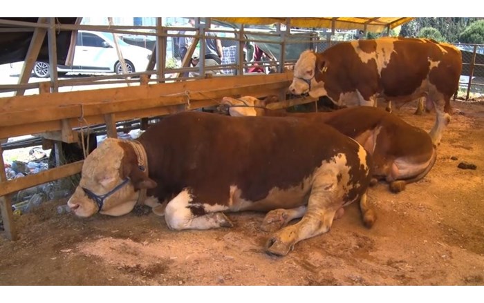 Ülke genelinde tüm hayvan pazarları kapatıldı