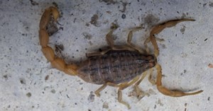 Zehirli akrep paniği