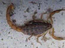 Zehirli akrep paniği