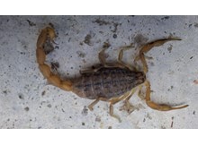 Zehirli akrep paniği