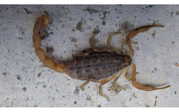 Zehirli akrep paniği