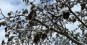 Zirai dondan zarar gören üreticiler için çalışma başlatıldı