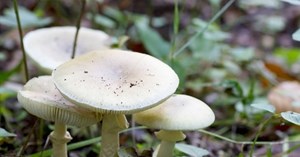 Mantar zehirlenmelerine karşı dikkat