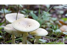 Mantar zehirlenmelerine karşı dikkat