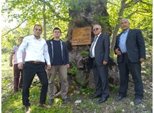 500 yıllık anıt ağaçlar koruma altında