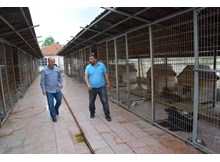 Sokak hayvanlarına tedavi