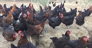 Çiftçilere horoz, tavuk ve hindi dağıtılacak