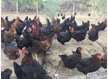 Çiftçilere horoz, tavuk ve hindi dağıtılacak