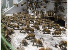 Arılar saldırınca hastanelik oldu