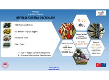 Tıbbi aromatik bitki üretimi desteklenecek