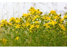 Kantoron toplamaya ne dersiniz?